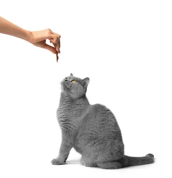 好博体育官方 团队与文化